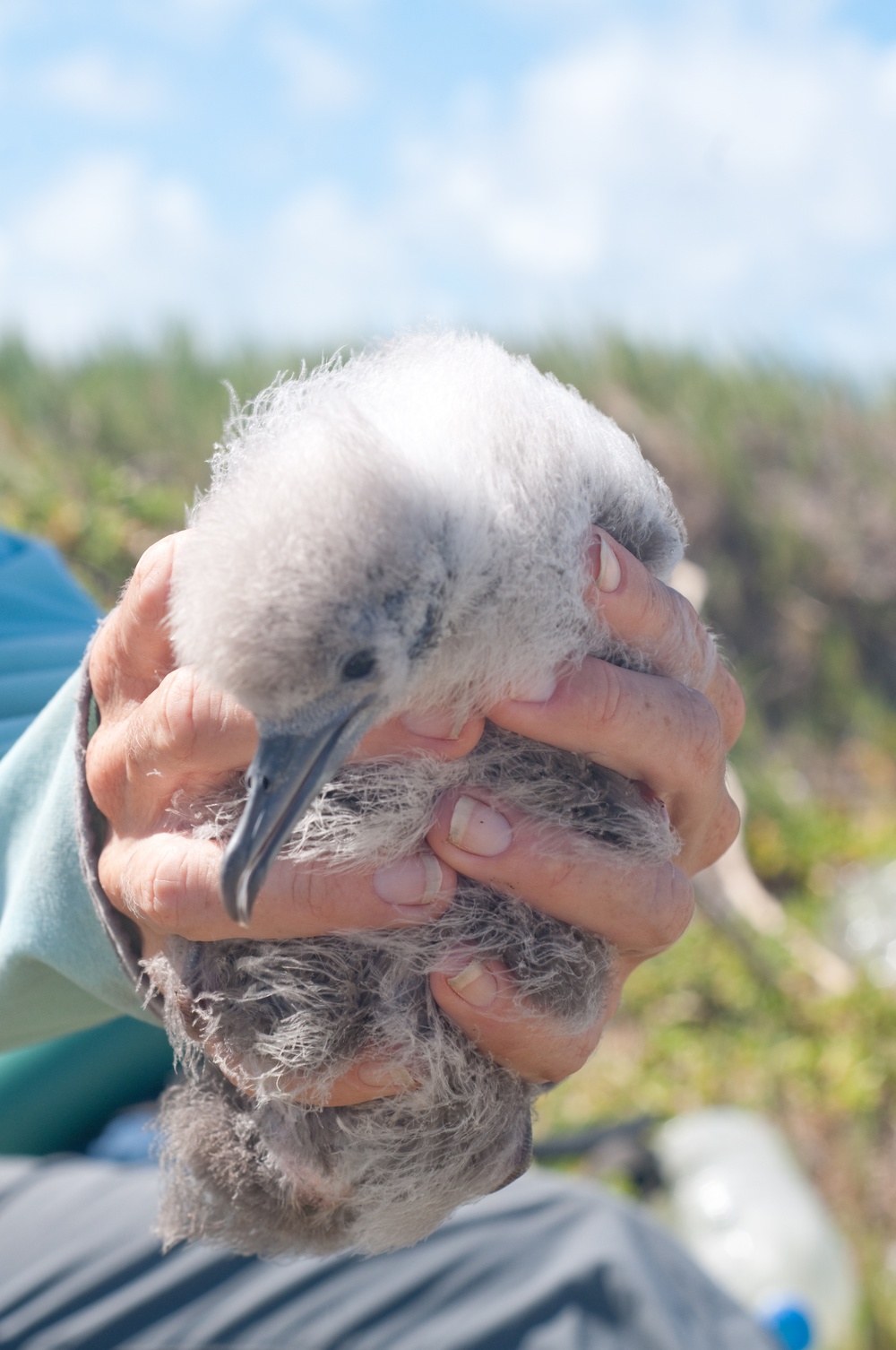 K-Bay protects local shearwater birds