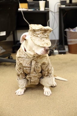 Samson the friendly dog