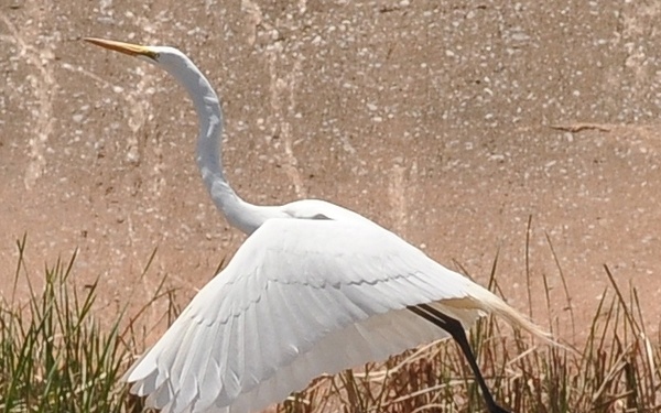 A great egret takes flight