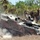 Exercise Gold Eagle smooth ride for Aussie, Marine tanks An armored personnel carrier (APC), consistent with an M113 variant, is moving at speed through dry scrubland terrain, kicking up dust and exhaust. Three crew members wearing helmets are visible in open hatches atop the vehicle. The setting appears to be a tropical or subtropical environment based on the palm trees and dry vegetation in the background.