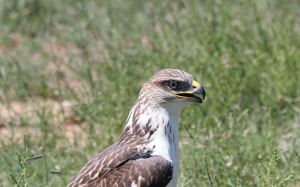 50 CES rescues injured hawk