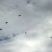 Honduran/American halo jump