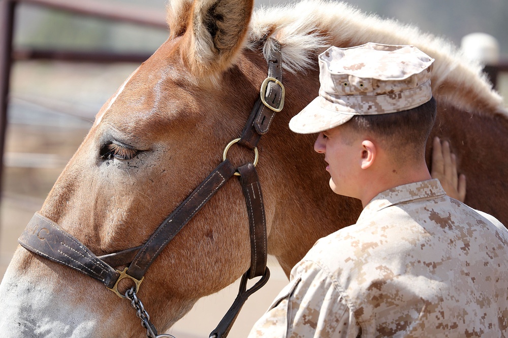 Mountain Warfare Training Center teaches advanced horsemanship