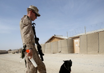 IED detection dogs prove to be infantry asset