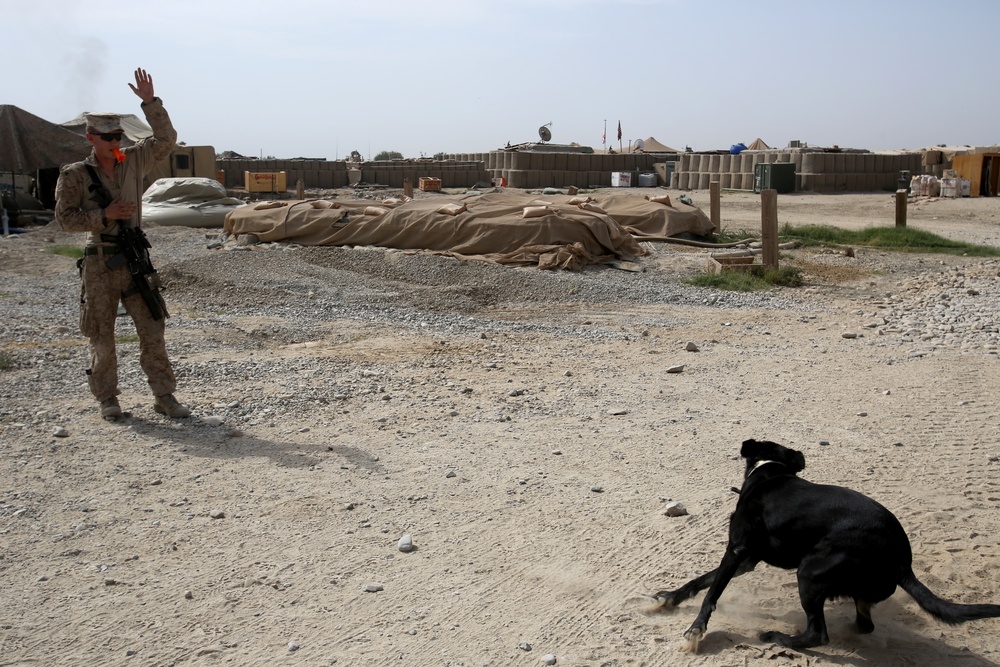IED detection dogs prove to be infantry asset