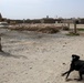 IED detection dogs prove to be infantry asset