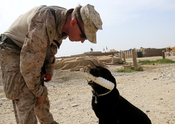 IED detection dogs prove to be infantry asset
