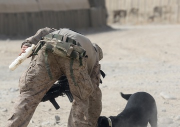IED detection dogs prove to be infantry asset
