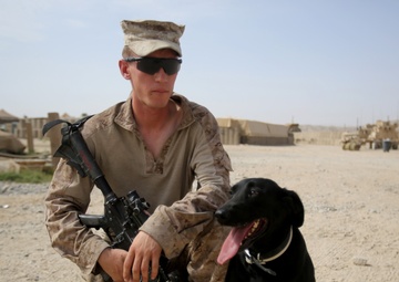 IED detection dogs prove to be infantry asset