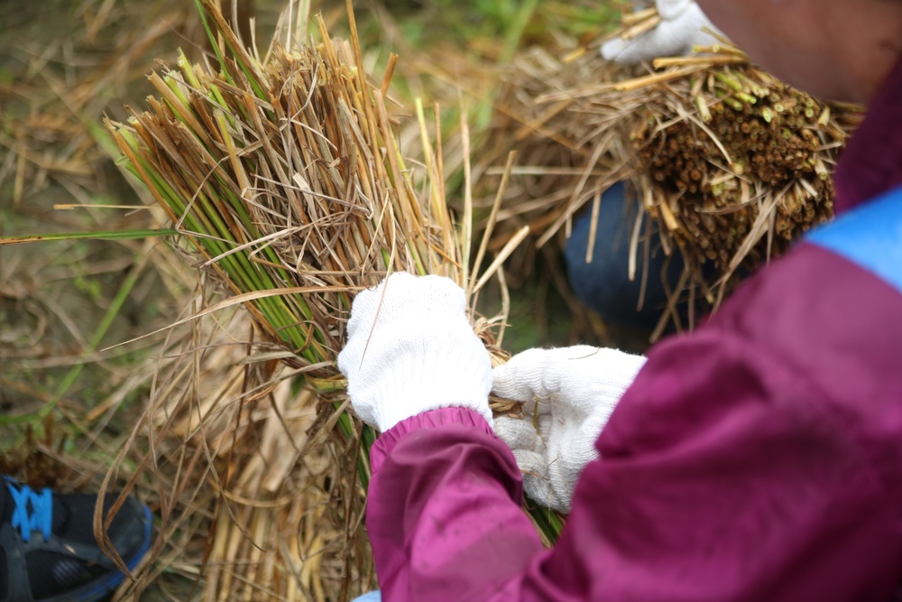 Station residents take time to harvest rice