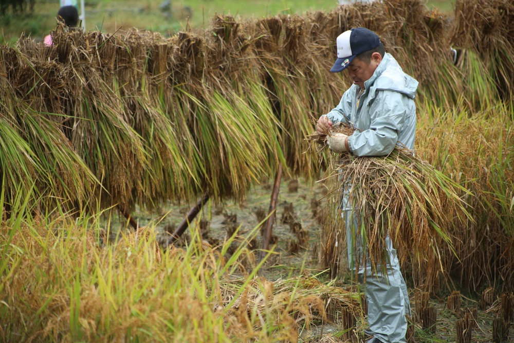 Station residents take time to harvest rice