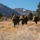 Mountain Exercise (MTNEX) 6-13 at Marine Corps Mountain Warfare Training Center (MCMWTC) Bridgeport, California