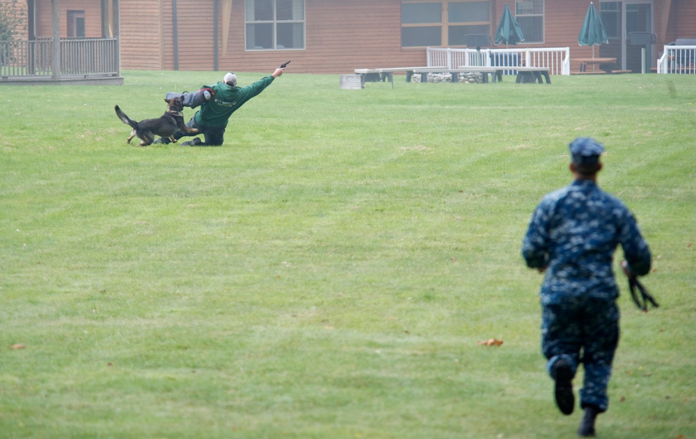 Military working dog training exercise