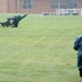 Military working dog training exercise