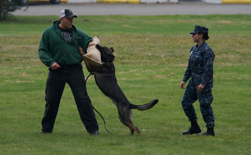 Military working dog training exercise