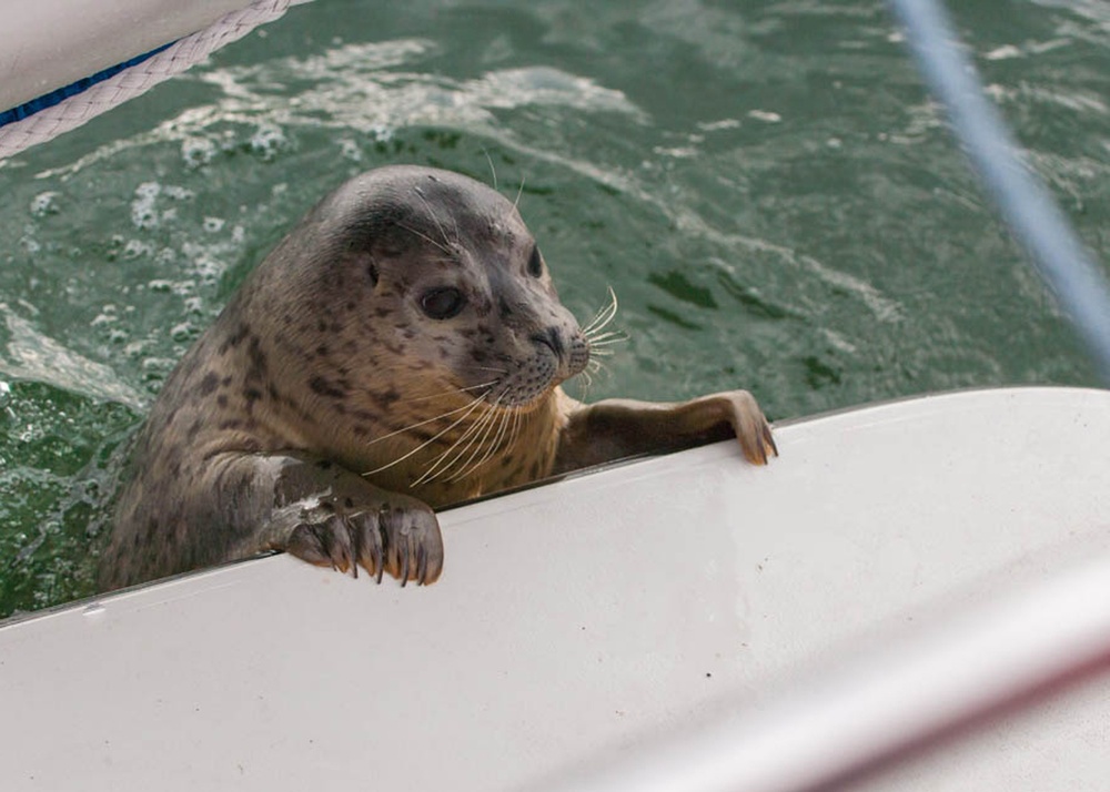 Harbor Seal release