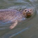 Harbor seal release