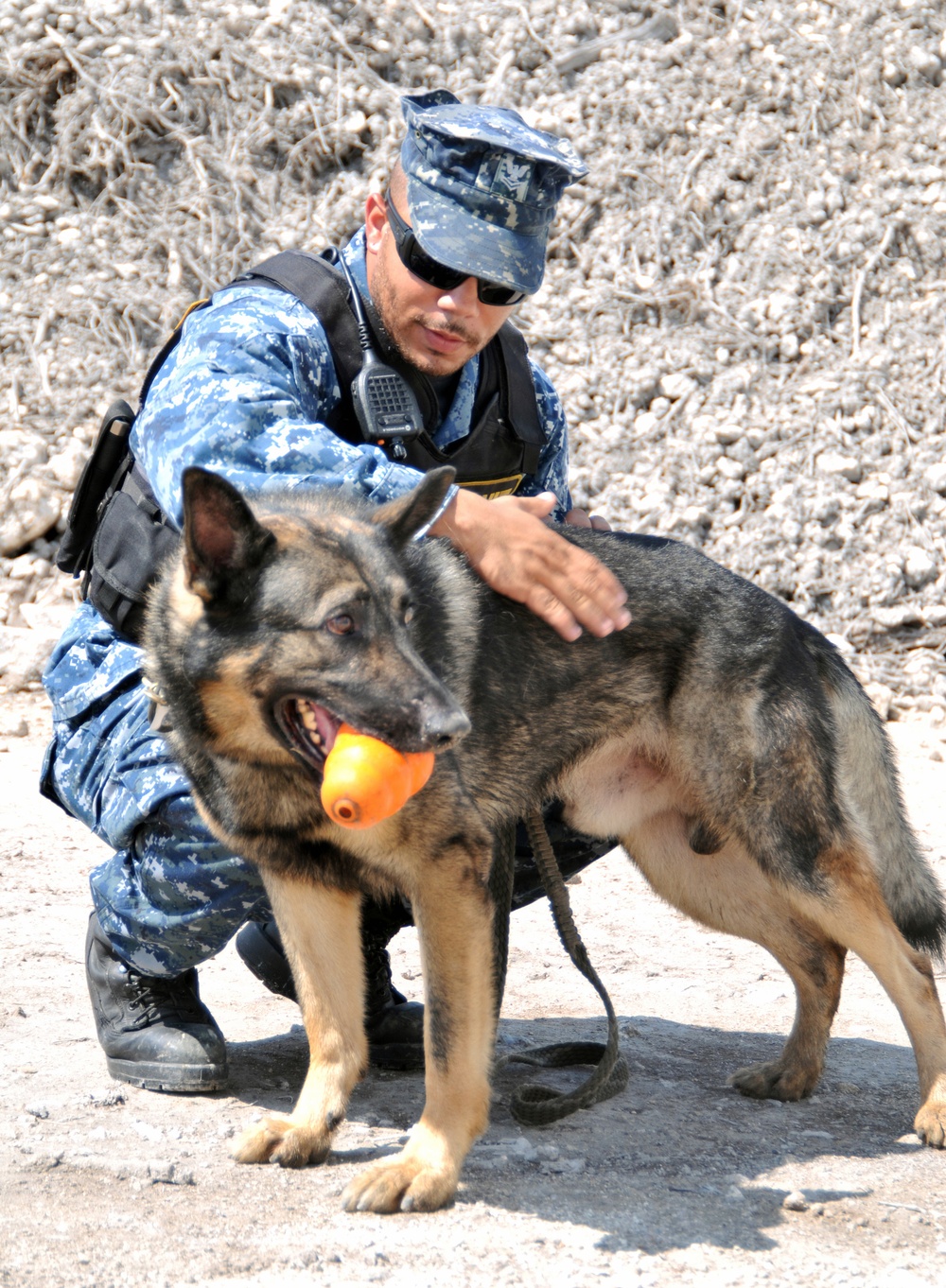 Military working dogs