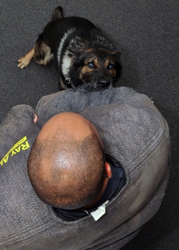 Military working dogs