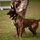 Training Unleashed: Marine dog handler shares bond with canine Training Unleashed: Marine dog handler shares bond with canine