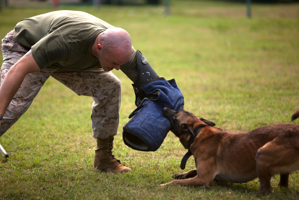 Pet Scoop: Ex-Marine Reunites With Canine Partner, Group Erects