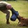 Training Unleashed: Marine dog handler shares bond with canine Training Unleashed: Marine dog handler shares bond with canine