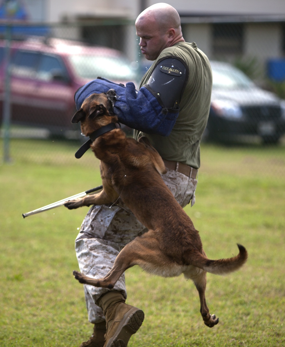 k9 dogs training