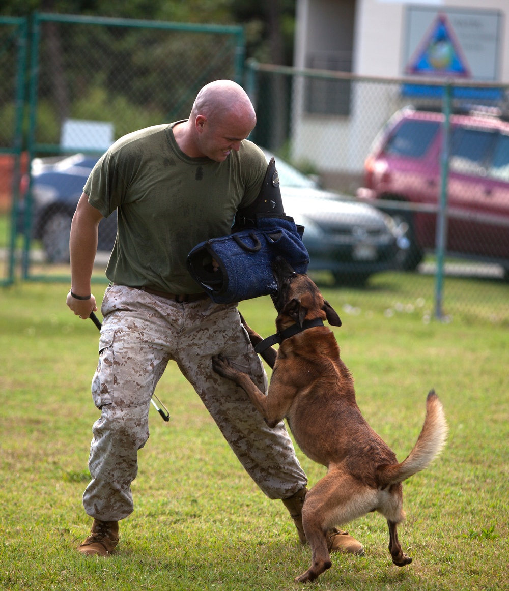 Training Unleashed: Marine dog handler shares bond with canine