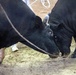 Service members, families watch bouting bulls in Uruma City