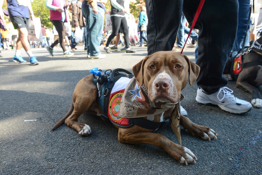 Marine Corps Marathon 2013