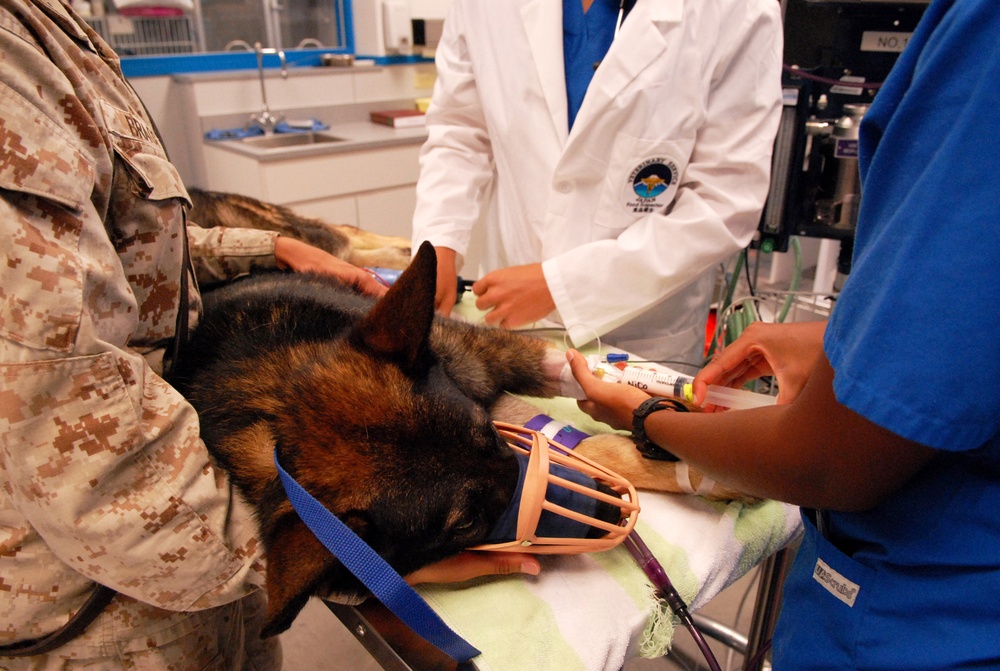 Vet clinic cares for American military working dogs and pets on Kadena