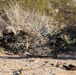 Infantrymen practice defensive tactics during Weapons, Tactics Instructor course