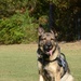 Veteran military working dog enjoys retirement