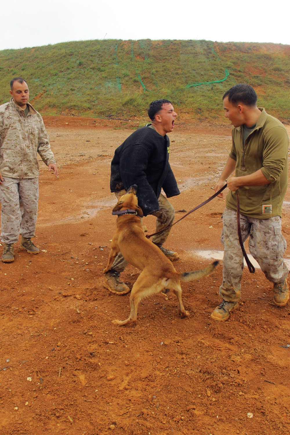 Military working dogs, handlers build relationship