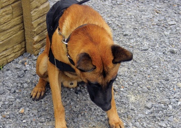 Military working dogs, handlers build relationship