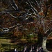 Veterans Day at Arlington National Cemetery