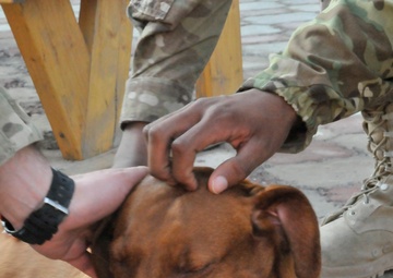 A dog gone good time
