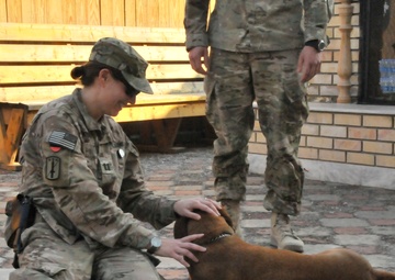 A dog gone good time