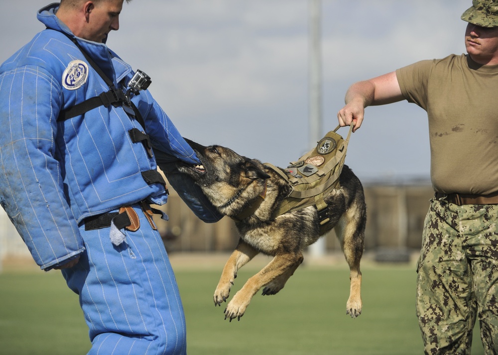 K9 training