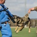 K9 training