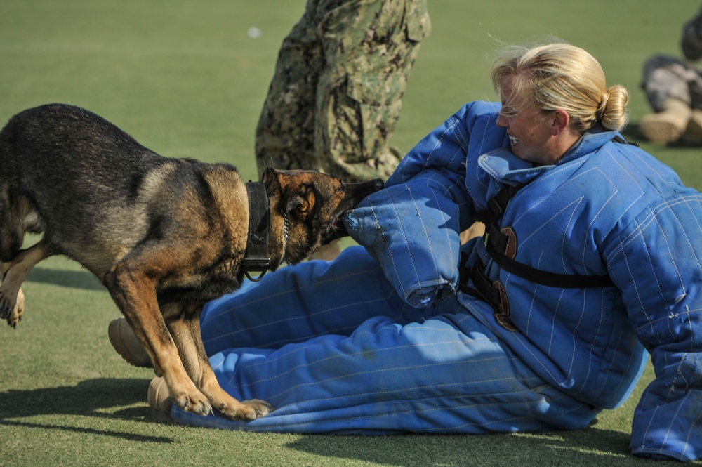 K9 training