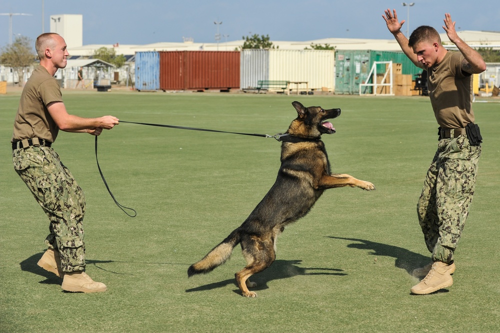 K9 training