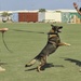 K9 training