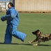 K9 training