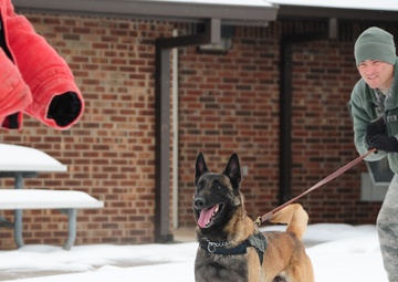 Canines bite into work