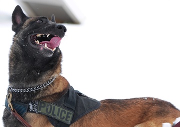 Canines bite into work