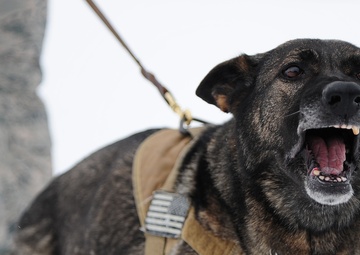 Canines bite into work