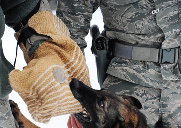 Canines bite into work