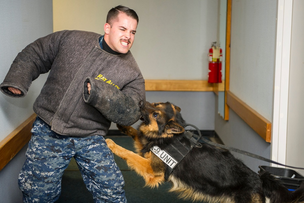 Military working dog building search training