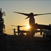 Ospreys at sunset